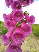 Digitale (ph. Mrugala F., Chiroubles, juin 2021)(4)